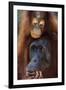 Female and Baby Orangutan in Borneo-W^ Perry Conway-Framed Premium Photographic Print