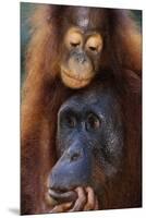 Female and Baby Orangutan in Borneo-W^ Perry Conway-Mounted Premium Photographic Print