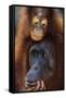 Female and Baby Orangutan in Borneo-W^ Perry Conway-Framed Stretched Canvas