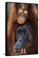 Female and Baby Orangutan in Borneo-W^ Perry Conway-Framed Stretched Canvas