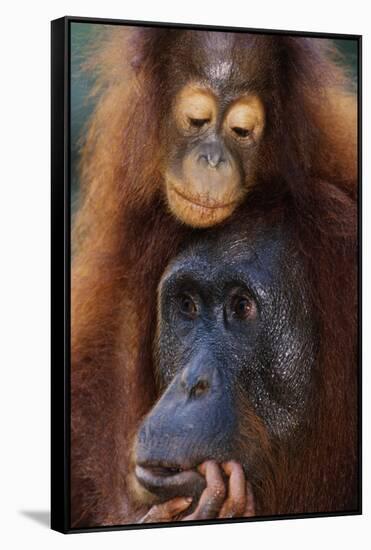 Female and Baby Orangutan in Borneo-W^ Perry Conway-Framed Stretched Canvas