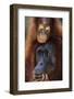 Female and Baby Orangutan in Borneo-W^ Perry Conway-Framed Photographic Print