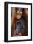 Female and Baby Orangutan in Borneo-W^ Perry Conway-Framed Photographic Print