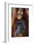 Female and Baby Orangutan in Borneo-W^ Perry Conway-Framed Photographic Print