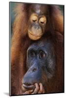 Female and Baby Orangutan in Borneo-W^ Perry Conway-Mounted Photographic Print