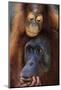 Female and Baby Orangutan in Borneo-W^ Perry Conway-Mounted Photographic Print