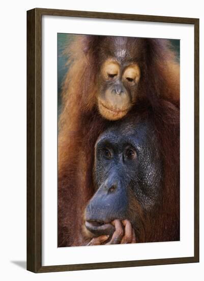 Female and Baby Orangutan in Borneo-W^ Perry Conway-Framed Photographic Print