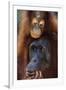 Female and Baby Orangutan in Borneo-W^ Perry Conway-Framed Photographic Print