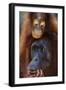 Female and Baby Orangutan in Borneo-W^ Perry Conway-Framed Photographic Print