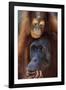 Female and Baby Orangutan in Borneo-W^ Perry Conway-Framed Photographic Print