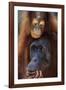 Female and Baby Orangutan in Borneo-W^ Perry Conway-Framed Photographic Print