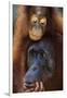 Female and Baby Orangutan in Borneo-W^ Perry Conway-Framed Photographic Print