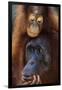 Female and Baby Orangutan in Borneo-W^ Perry Conway-Framed Photographic Print