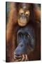 Female and Baby Orangutan in Borneo-W^ Perry Conway-Stretched Canvas