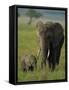 Female and Calf, African Elephant, Masai Mara National Reserve, Kenya, East Africa, Africa-Murray Louise-Framed Stretched Canvas