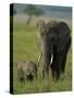 Female and Calf, African Elephant, Masai Mara National Reserve, Kenya, East Africa, Africa-Murray Louise-Stretched Canvas