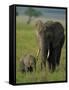 Female and Calf, African Elephant, Masai Mara National Reserve, Kenya, East Africa, Africa-Murray Louise-Framed Stretched Canvas