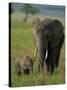 Female and Calf, African Elephant, Masai Mara National Reserve, Kenya, East Africa, Africa-Murray Louise-Stretched Canvas