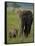 Female and Calf, African Elephant, Masai Mara National Reserve, Kenya, East Africa, Africa-Murray Louise-Framed Stretched Canvas