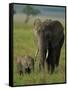 Female and Calf, African Elephant, Masai Mara National Reserve, Kenya, East Africa, Africa-Murray Louise-Framed Stretched Canvas