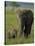 Female and Calf, African Elephant, Masai Mara National Reserve, Kenya, East Africa, Africa-Murray Louise-Stretched Canvas