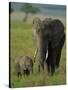 Female and Calf, African Elephant, Masai Mara National Reserve, Kenya, East Africa, Africa-Murray Louise-Stretched Canvas