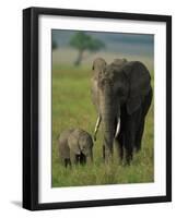 Female and Calf, African Elephant, Masai Mara National Reserve, Kenya, East Africa, Africa-Murray Louise-Framed Photographic Print