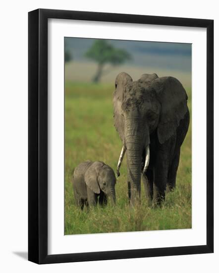 Female and Calf, African Elephant, Masai Mara National Reserve, Kenya, East Africa, Africa-Murray Louise-Framed Photographic Print