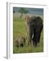 Female and Calf, African Elephant, Masai Mara National Reserve, Kenya, East Africa, Africa-Murray Louise-Framed Photographic Print