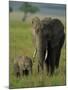 Female and Calf, African Elephant, Masai Mara National Reserve, Kenya, East Africa, Africa-Murray Louise-Mounted Photographic Print