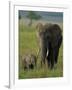 Female and Calf, African Elephant, Masai Mara National Reserve, Kenya, East Africa, Africa-Murray Louise-Framed Photographic Print