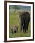 Female and Calf, African Elephant, Masai Mara National Reserve, Kenya, East Africa, Africa-Murray Louise-Framed Photographic Print