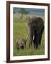 Female and Calf, African Elephant, Masai Mara National Reserve, Kenya, East Africa, Africa-Murray Louise-Framed Photographic Print