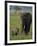 Female and Calf, African Elephant, Masai Mara National Reserve, Kenya, East Africa, Africa-Murray Louise-Framed Photographic Print