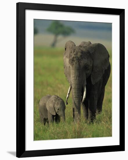 Female and Calf, African Elephant, Masai Mara National Reserve, Kenya, East Africa, Africa-Murray Louise-Framed Photographic Print