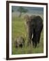 Female and Calf, African Elephant, Masai Mara National Reserve, Kenya, East Africa, Africa-Murray Louise-Framed Photographic Print