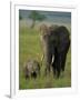 Female and Calf, African Elephant, Masai Mara National Reserve, Kenya, East Africa, Africa-Murray Louise-Framed Photographic Print