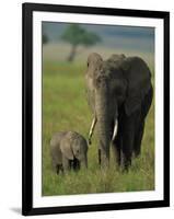 Female and Calf, African Elephant, Masai Mara National Reserve, Kenya, East Africa, Africa-Murray Louise-Framed Photographic Print