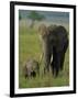 Female and Calf, African Elephant, Masai Mara National Reserve, Kenya, East Africa, Africa-Murray Louise-Framed Photographic Print