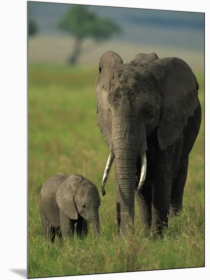 Female and Calf, African Elephant, Masai Mara National Reserve, Kenya, East Africa, Africa-Murray Louise-Mounted Photographic Print