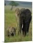 Female and Calf, African Elephant, Masai Mara National Reserve, Kenya, East Africa, Africa-Murray Louise-Mounted Photographic Print