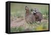 Female and male Bobwhite, Rio Grande Valley, Texas-Adam Jones-Framed Stretched Canvas