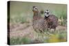 Female and male Bobwhite, Rio Grande Valley, Texas-Adam Jones-Stretched Canvas