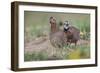 Female and male Bobwhite, Rio Grande Valley, Texas-Adam Jones-Framed Photographic Print