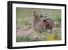 Female and male Bobwhite, Rio Grande Valley, Texas-Adam Jones-Framed Photographic Print