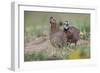 Female and male Bobwhite, Rio Grande Valley, Texas-Adam Jones-Framed Photographic Print