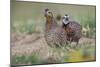 Female and male Bobwhite, Rio Grande Valley, Texas-Adam Jones-Mounted Photographic Print