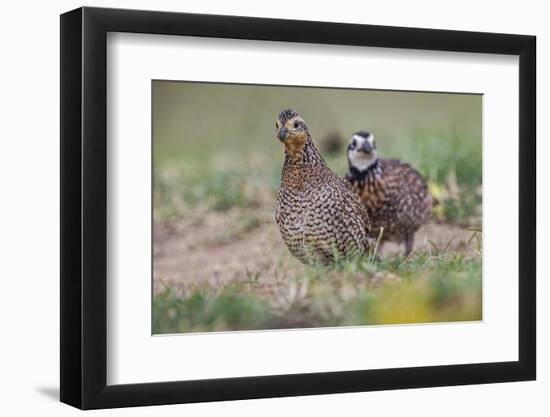 Female and male Bobwhite, Rio Grande Valley, Texas-Adam Jones-Framed Photographic Print