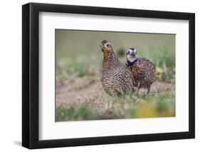 Female and male Bobwhite, Rio Grande Valley, Texas-Adam Jones-Framed Photographic Print