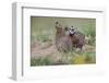 Female and male Bobwhite, Rio Grande Valley, Texas-Adam Jones-Framed Photographic Print